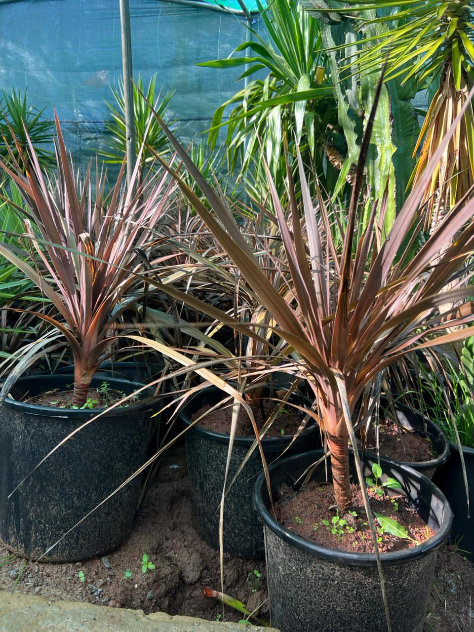 CORDYLINE australis 'Red Star'